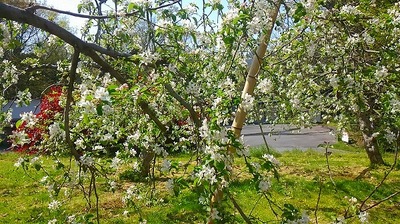 りんごの花２８．４．２０.jpg